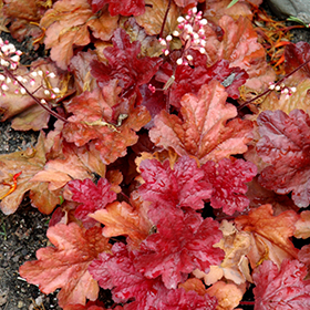 Plant Photo 10