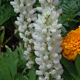 Plant Photo 8