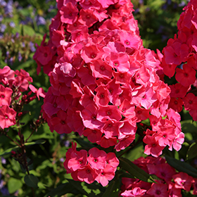 Plant Photo 5