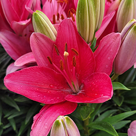 Plant Photo 3