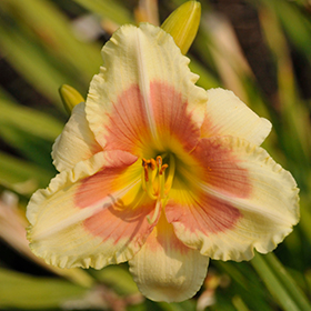 Plant Photo 3