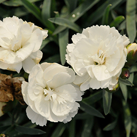 Plant Photo 8