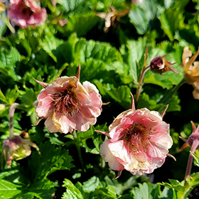 Plant Photo 6