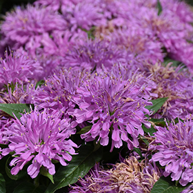 Plant Photo 9