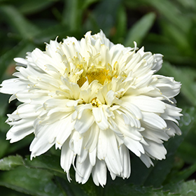 Plant Photo 9