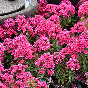 Plant Photo 6