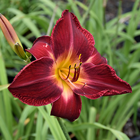 Plant Photo 1