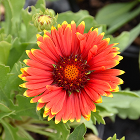 Plant Photo 9