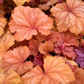Plant Photo 8
