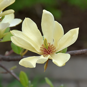 Plant Photo 5