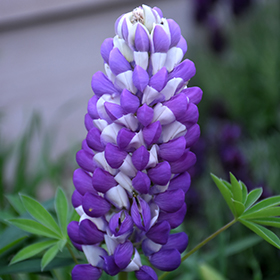 Plant Photo 5