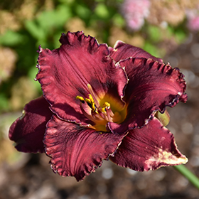 Plant Photo 1
