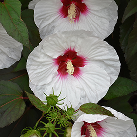 Plant Photo 5
