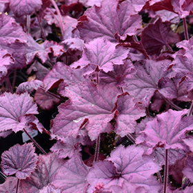 Plant Photo 3