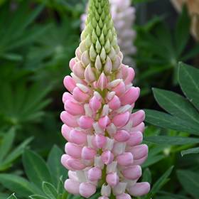 Plant Photo 6