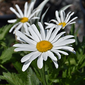 Plant Photo 8