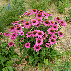 Plant Photo 6