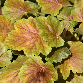 Plant Photo 1