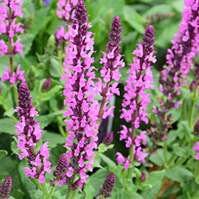 Plant Photo 2