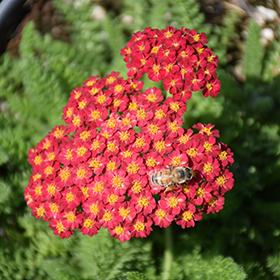Plant Photo 8
