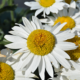 Plant Photo 7
