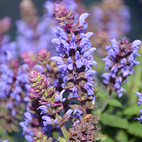 Plant Photo 8