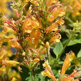 Plant Photo 7