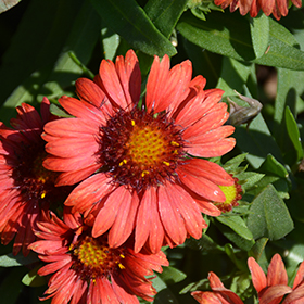 Plant Photo 9