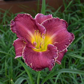 Plant Photo 2