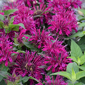 Plant Photo 4