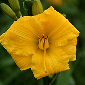 Plant Photo 9
