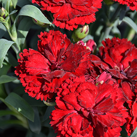 Plant Photo 7