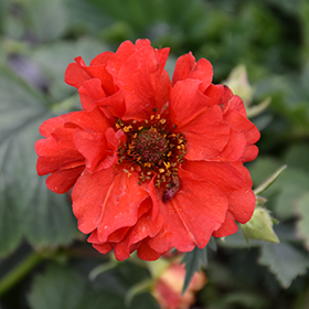 Plant Photo 7