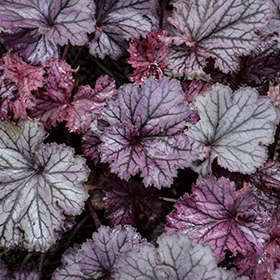 Plant Photo 8