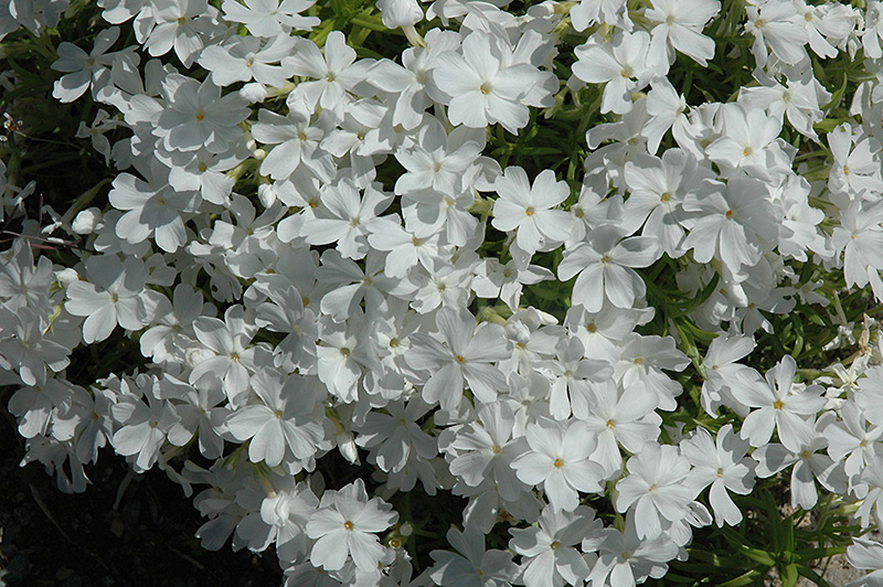 White Delight Moss Phlox (Phlox subulata 'White Delight') at Hartman Companies