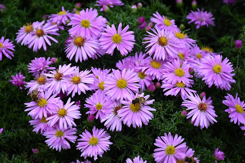 Woods Pink Aster (Symphyotrichum 'Woods Pink') at Hartman Companies