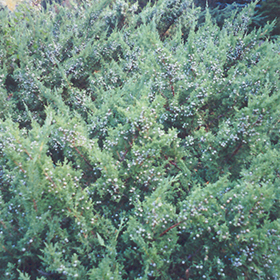 Plant Photo 2