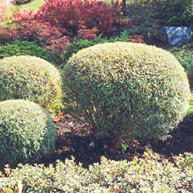 Plant Photo 10