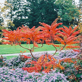 Plant Photo 5