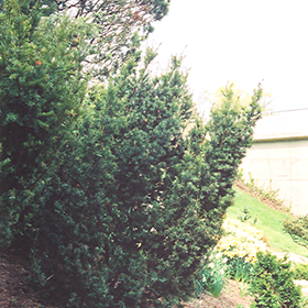 Plant Photo 9