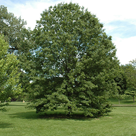 Plant Photo 5