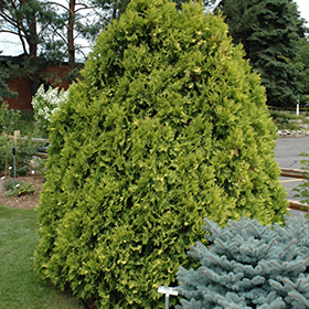 Plant Photo 4