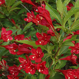 Plant Photo 9
