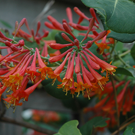 Plant Photo 5