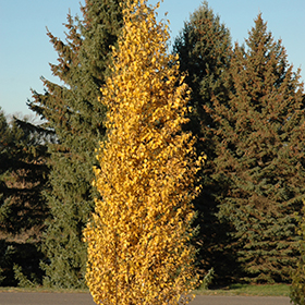 Plant Photo 7