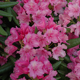 Plant Photo 5