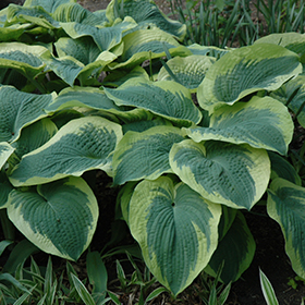 Plant Photo 6