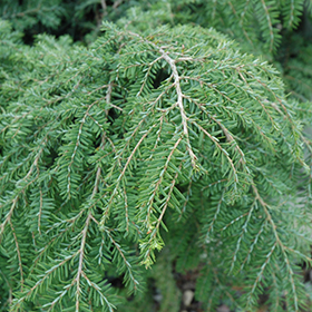 Plant Photo 1