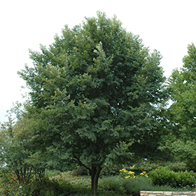 Plant Photo 5