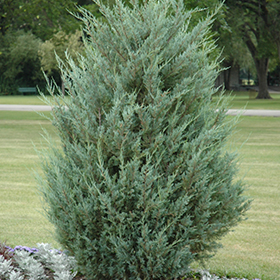 Plant Photo 4
